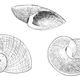 Naturalist drawing of Neoplanorbis tantillus
